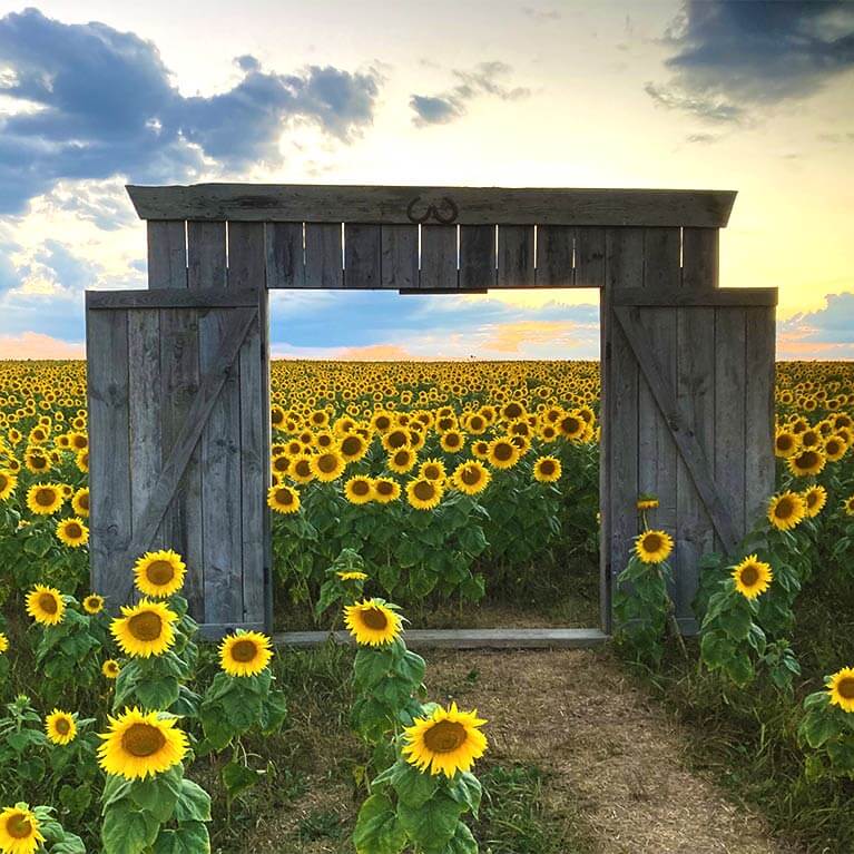 Explore our towering sunflower fields this August at Brown Hill Farms!